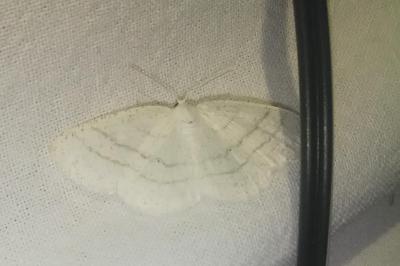 <i>Cabera pusaria</i>