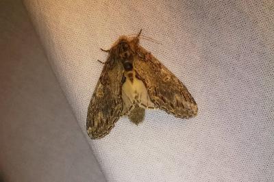 <i>Peridea anceps</i>