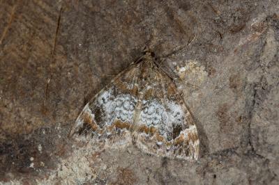 Dysstroma truncata