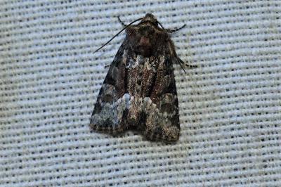 <i>Oligia strigilis</i>