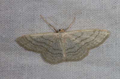 <i>Idaea subsericeata</i>