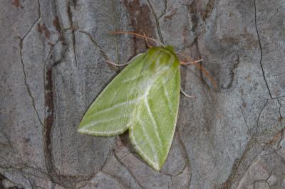 <i>Pseudoips prasinanus</i>