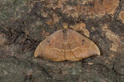 <i>Watsonalla binaria</i>