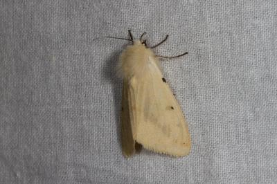 <i>Spilarctia lutea</i>