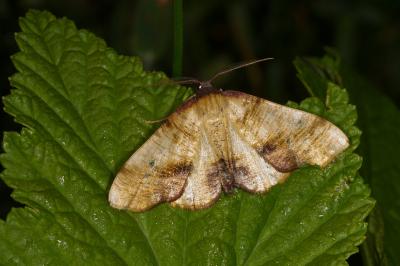 <i>Plagodis dolabraria</i>