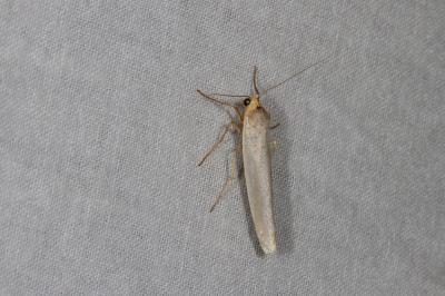 <i>Eilema caniola</i>