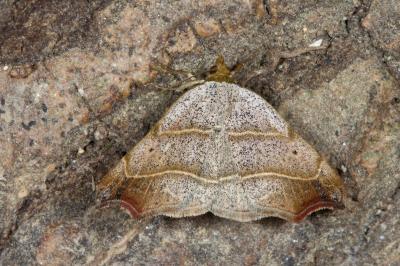 <i>Laspeyria flexula</i>