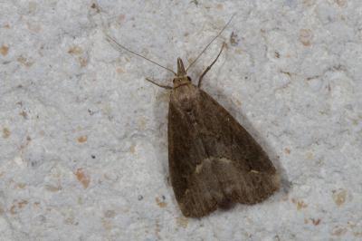 <i>Schrankia</i>