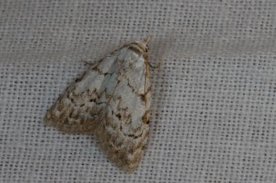 <i>Nola confusalis</i>