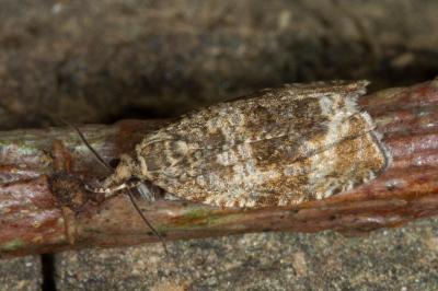 <i>Celypha lacunana</i>