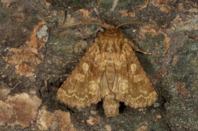 <i>Conisania luteago</i>