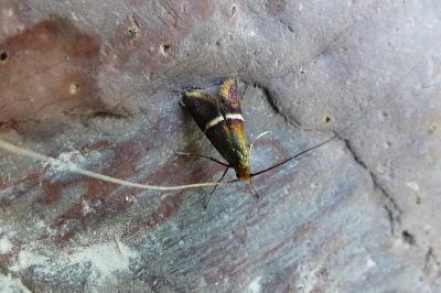 <i>Adela australis</i>