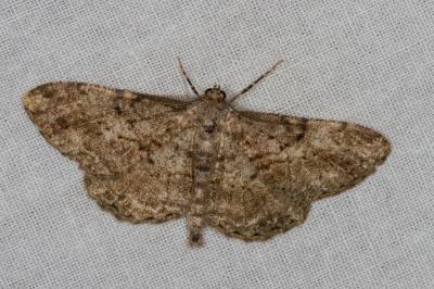 <i>Peribatodes rhomboidaria</i>