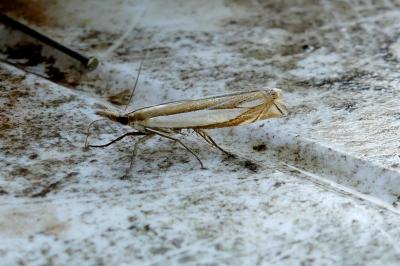 <i>Crambus pascuella</i>