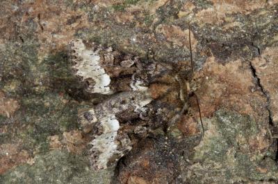<i>Oligia strigilis</i>