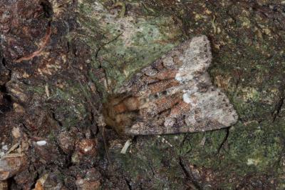 <i>Oligia strigilis</i>