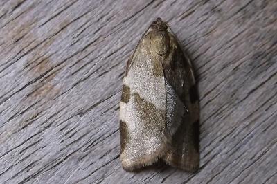 <i>Choristoneura hebenstreitella</i>