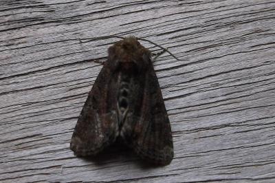 <i>Oligia latruncula</i>