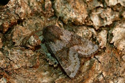 <i>Aporophyla lueneburgensis</i>
