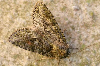 <i>Dryobotodes eremita</i>