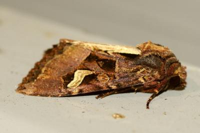 <i>Trigonophora flammea</i>