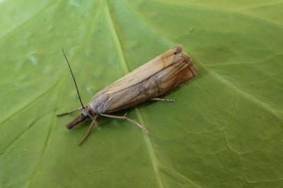 <i>Chrysoteuchia culmella</i>