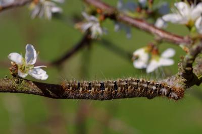 <i>Lasiocampa quercus</i>