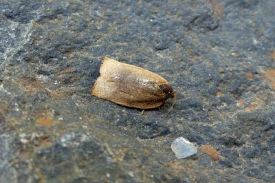 <i>Cacoecimorpha pronubana</i>