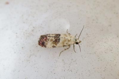 <i>Cochylis hybridella</i>