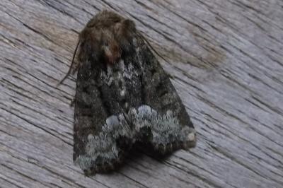 <i>Oligia strigilis</i>