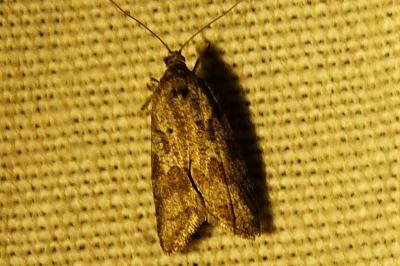 <i>Cnephasia</i>