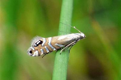 <i>Glyphipterix thrasonella</i>