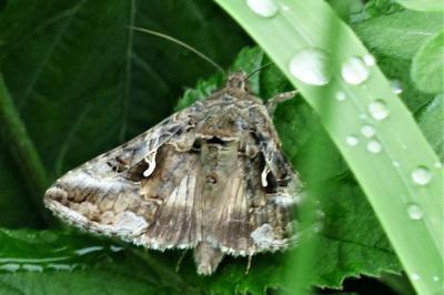 <i>Autographa gamma</i>