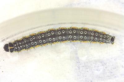 <i>Depressaria daucella</i>