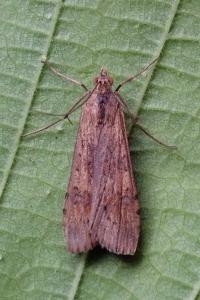 <i>Nomophila noctuella</i>