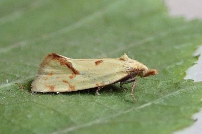 <i>Agapeta hamana</i>