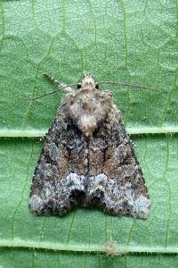 <i>Oligia</i>