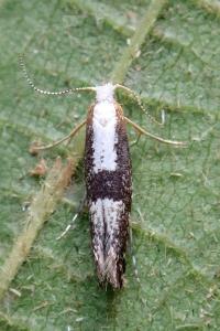 <i>Argyresthia spinosella</i>