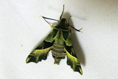<i>Proserpinus proserpina</i>