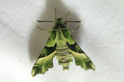 <i>Proserpinus proserpina</i>