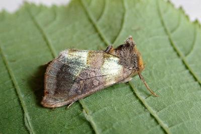 <i>Diachrysia chrysitis</i>