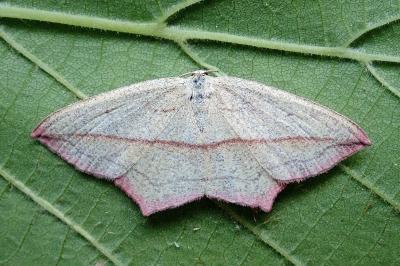 <i>Timandra comae</i>