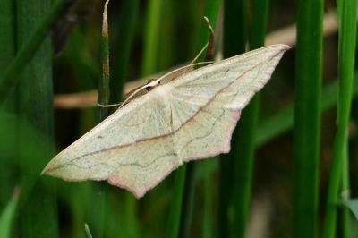 <i>Timandra comae</i>