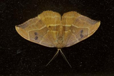 <i>Watsonalla binaria</i>