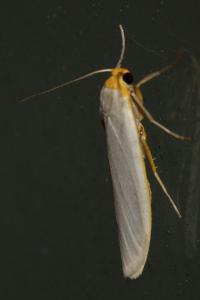 <i>Eilema caniola</i>
