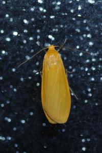 <i>Wittia sororcula</i>