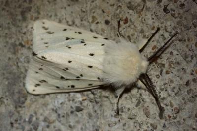 <i>Spilosoma lubricipeda</i>