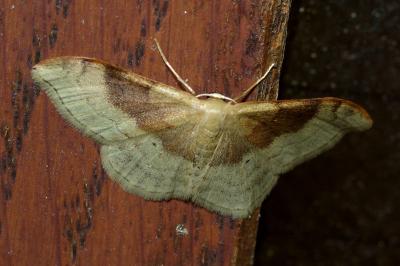 <i>Idaea degeneraria</i>