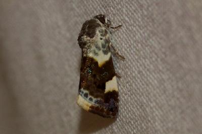 <i>Acontia lucida</i>
