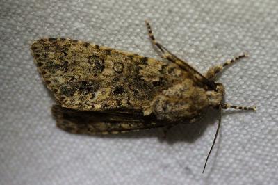 <i>Acronicta rumicis</i>